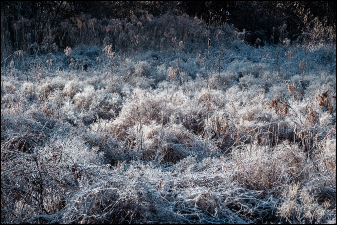 frostygrasses-1-of-2