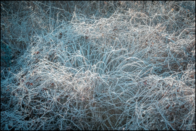 frostygrasses-2-of-2