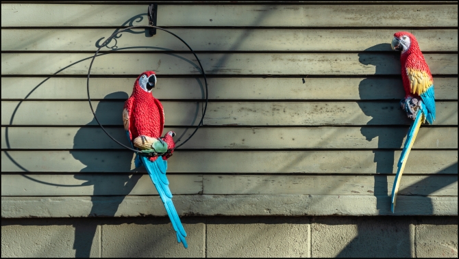 parrotsondaviesplace-1-of-3