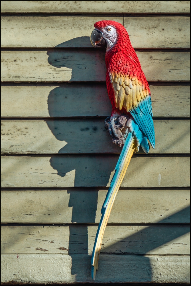 parrotsondaviesplace-2-of-3