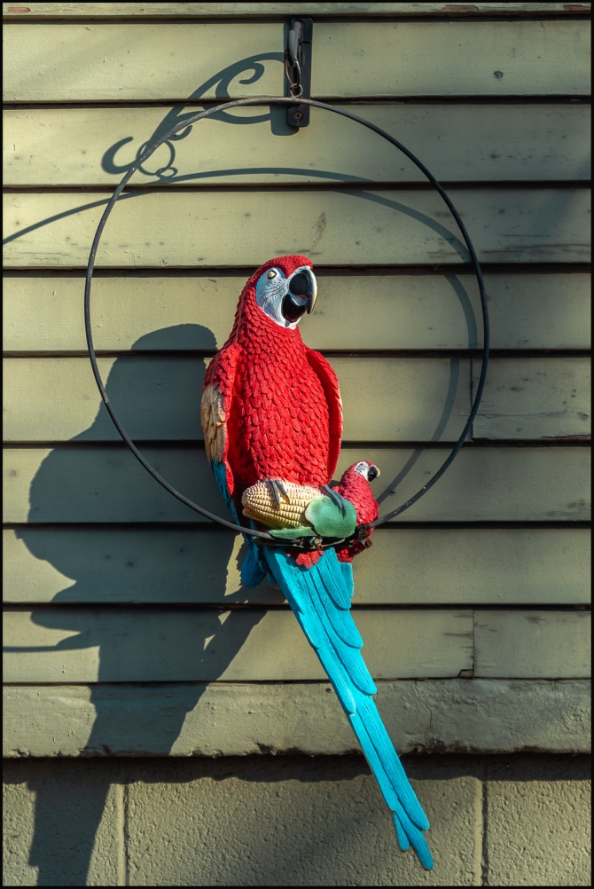 parrotsondaviesplace-3-of-3