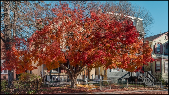 spectaculartree-1-of-1