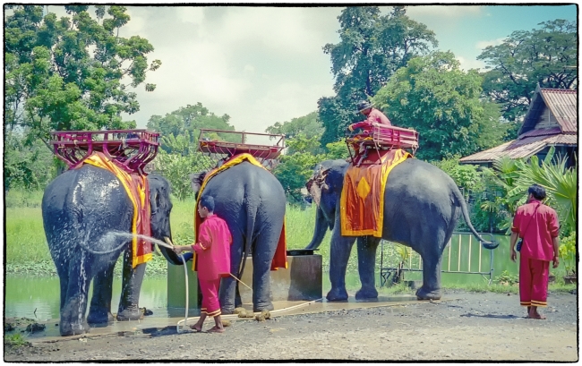 elephants-1