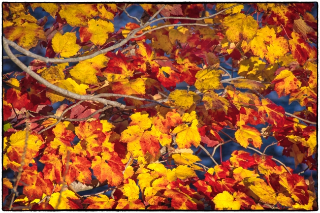 fallleaves-1
