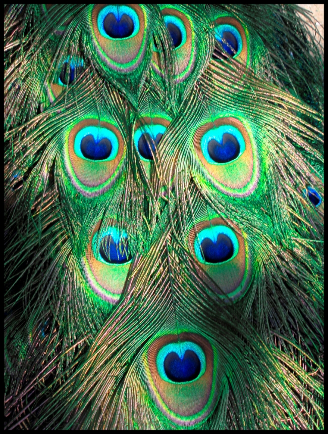 peacock-1