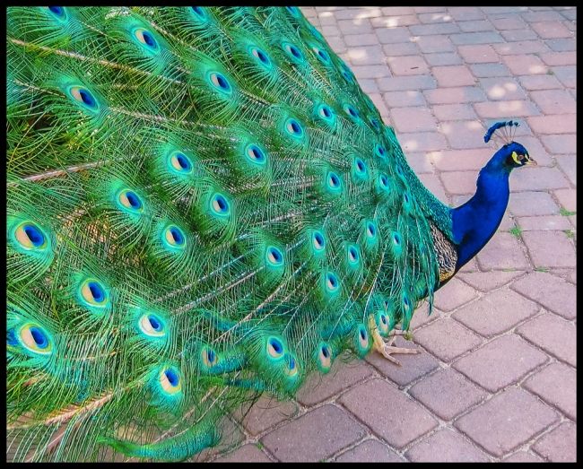 peacock-2