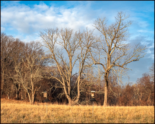 treesrockefellerpreserves-1