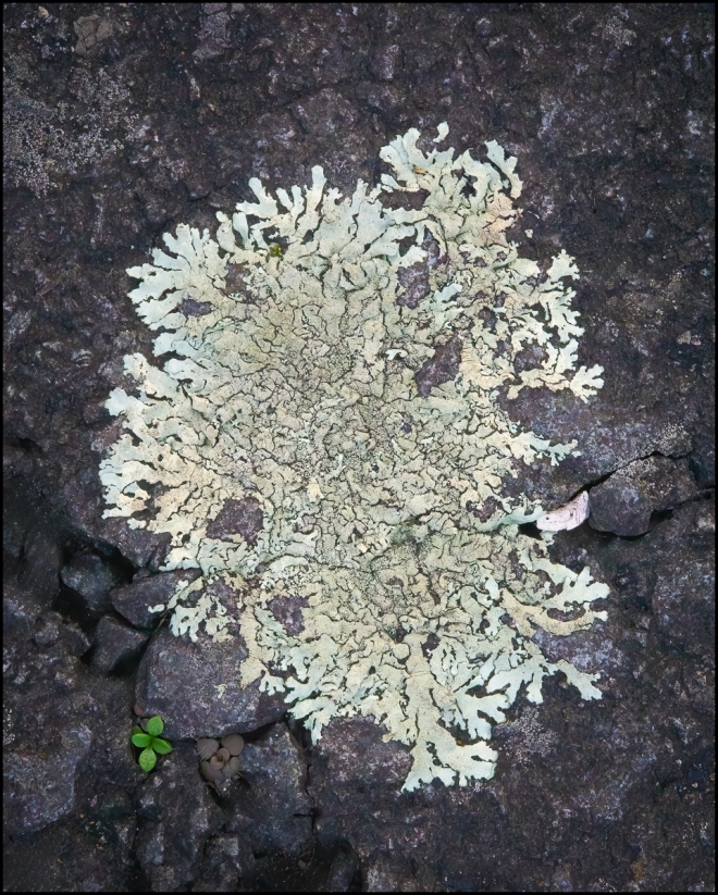 lichen-1-of-3