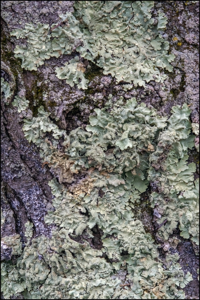 lichen-2-of-3