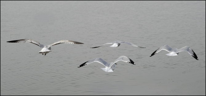 seagullsonhudson-14-of-14