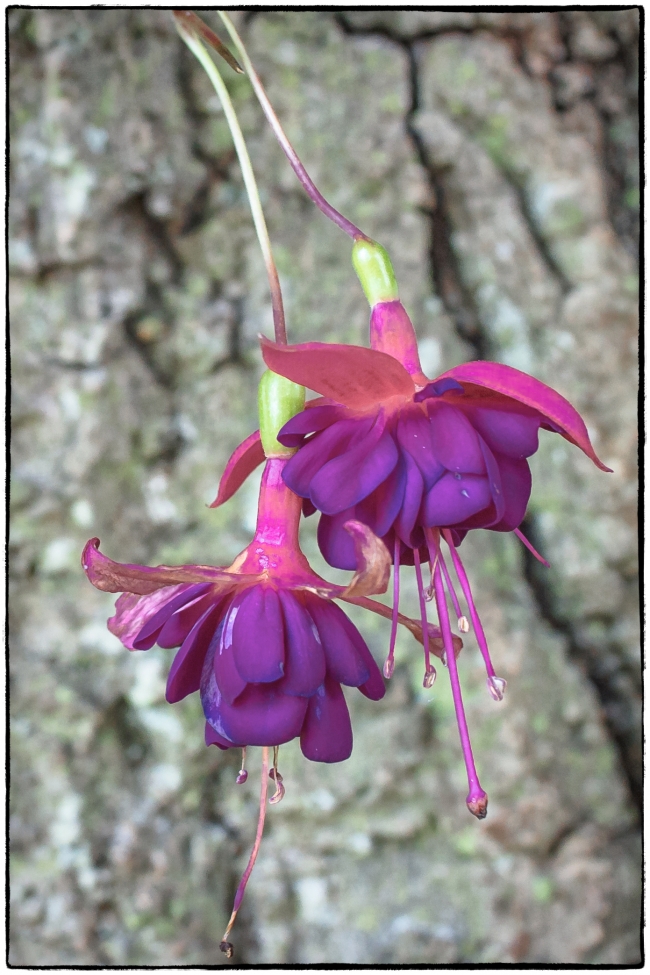 fuschias-1