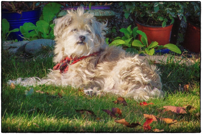 Harley Enjoying Fall-1