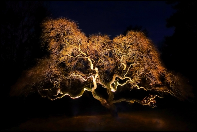 illuminatedtree-1