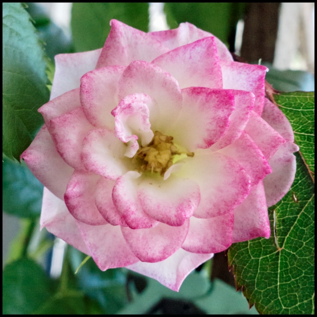 rosesblooming-2