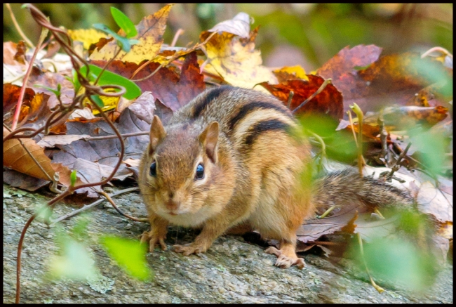 rockefellerchimpmunk-1-of-1