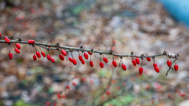 redberries-1