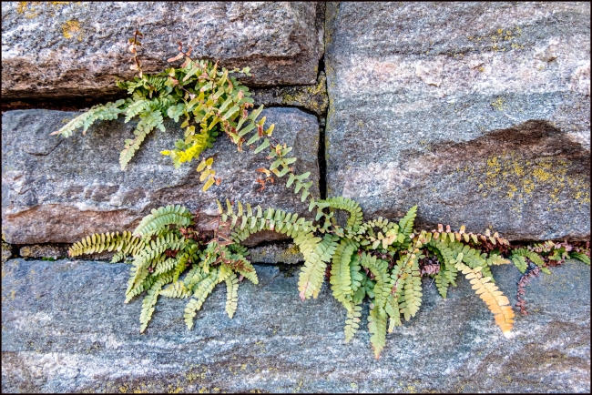 dobbsferryfernrockwall-1