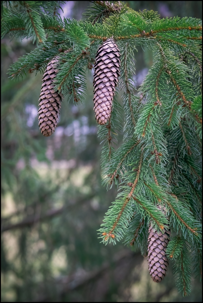 threepinecnes-100-of-1