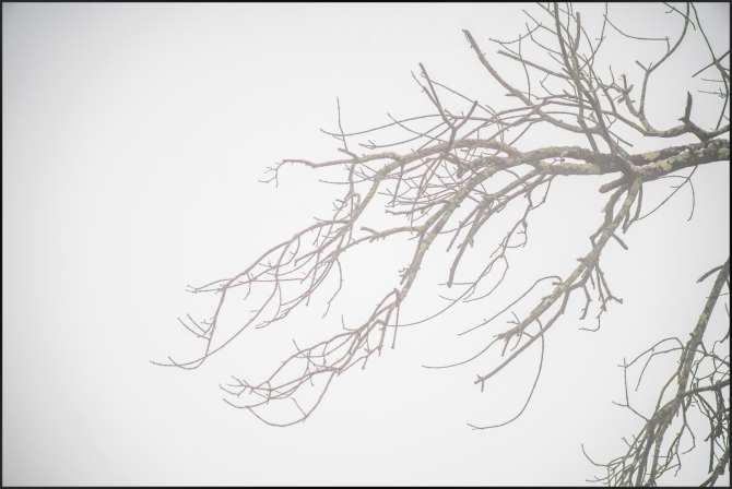 foggydayphotogs-1-of-6