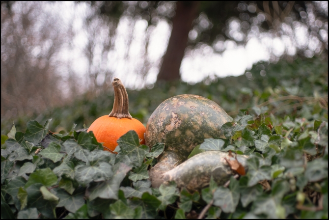 pumpkinandgourd-1-of-1