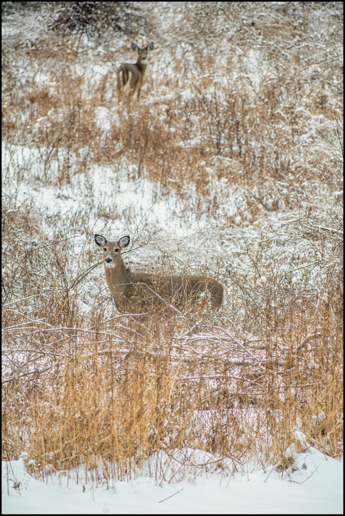 secondsnowfall-5-of-8