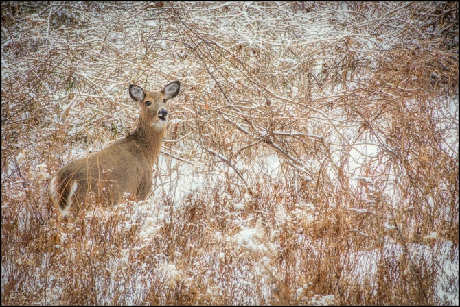 secondsnowfall-6-of-8