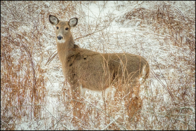 secondsnowfall-7-of-8