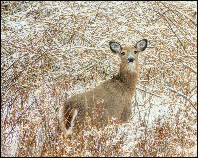 secondsnowfall-8-of-8