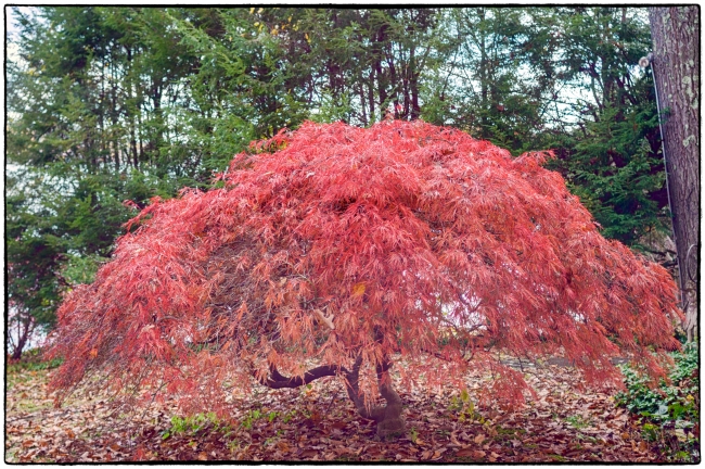japanesemaple-14