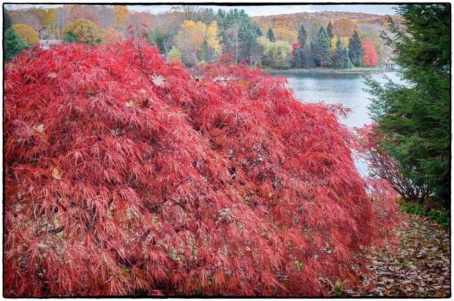 japanesemaple-15