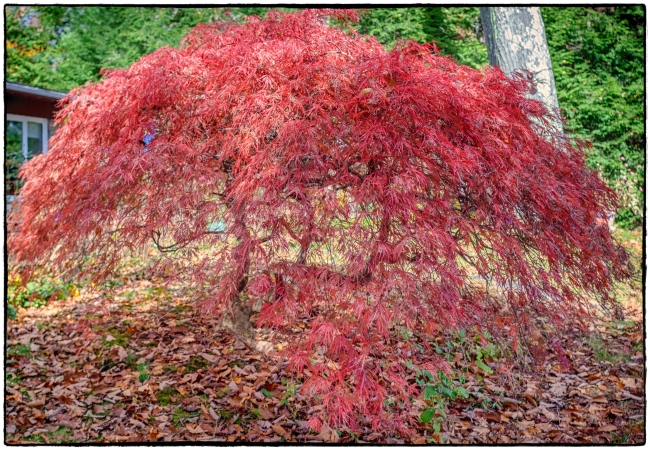 japanesemaple-16