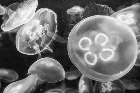 jellyfish-1
