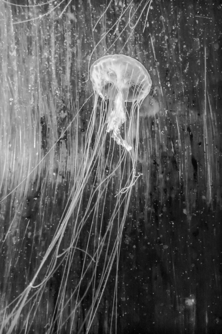 jellyfish-2