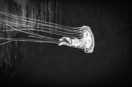 jellyfish-3