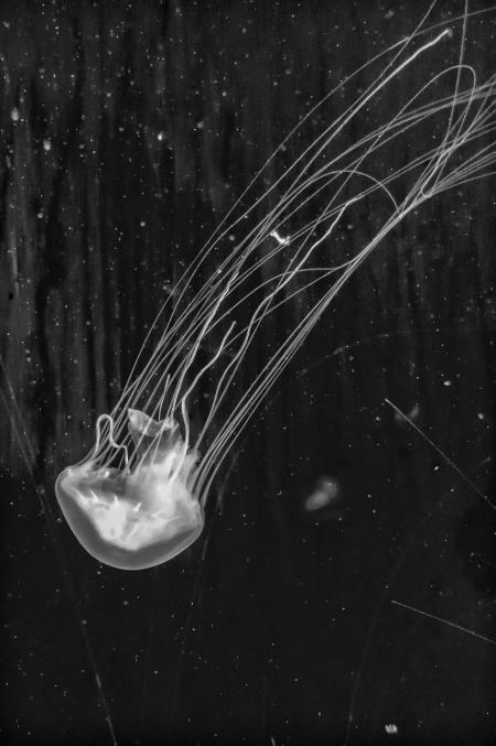 jellyfish-4