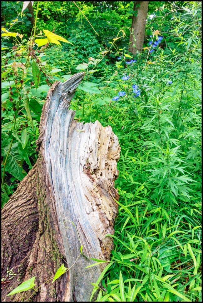 treetrunk&cornflowers-1