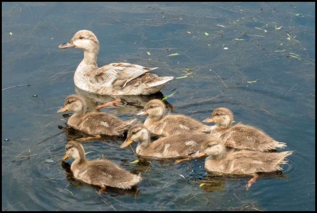 downingparkducklings-1