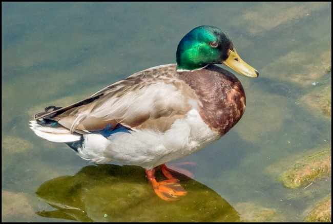 downingparkmallard-1