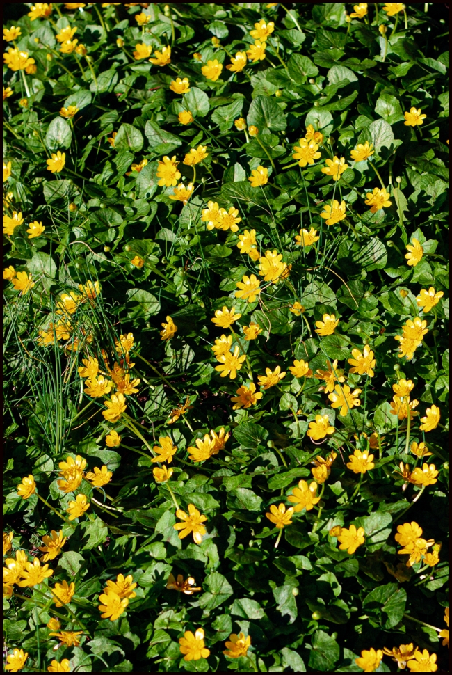 springflowersgarden-1