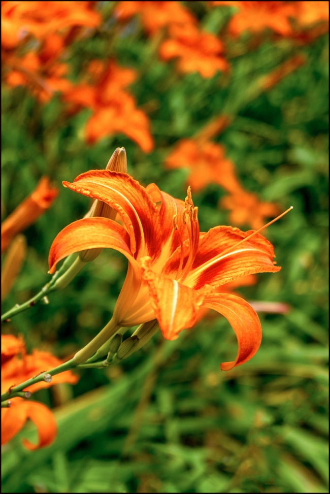 daylillies-1