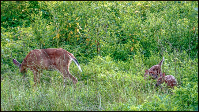 deerfawns-1