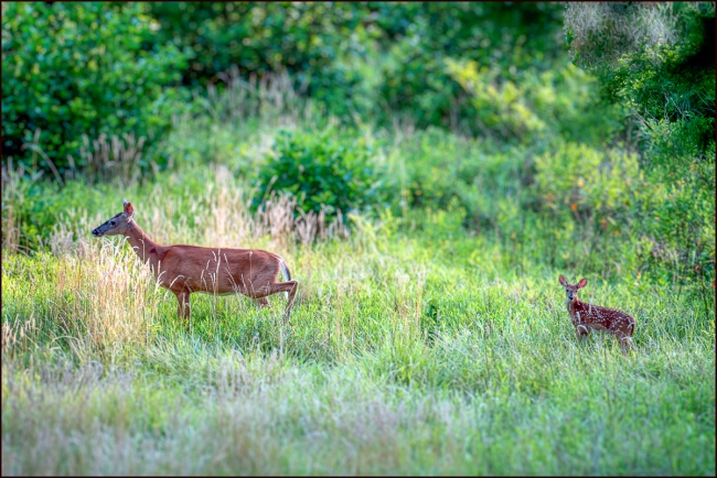 deerfawns-2
