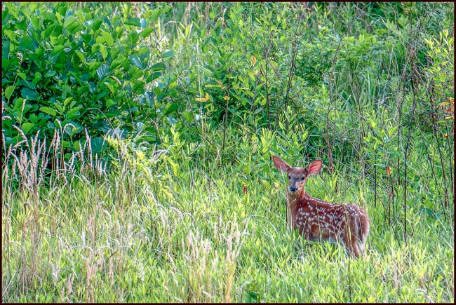 deerfawns-3