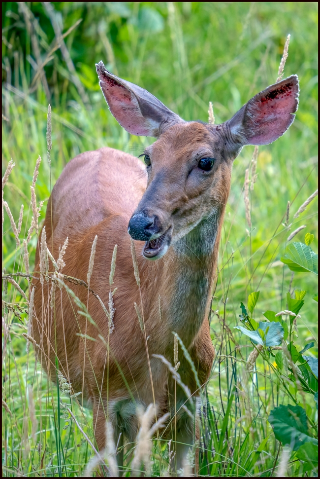 deerfawns-4
