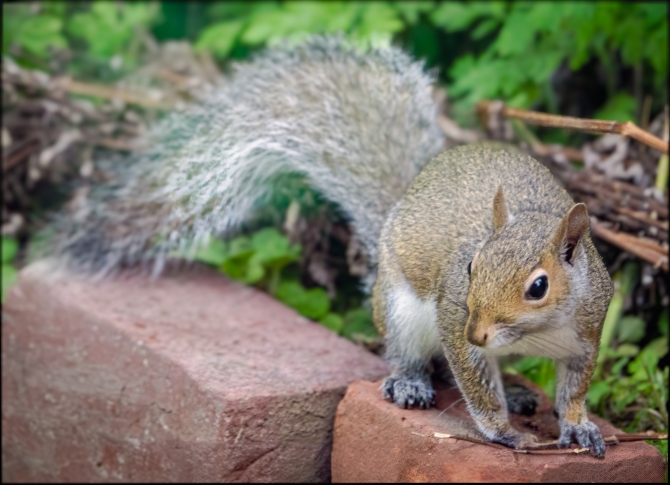 morevisitorstomygarden-3-of-5