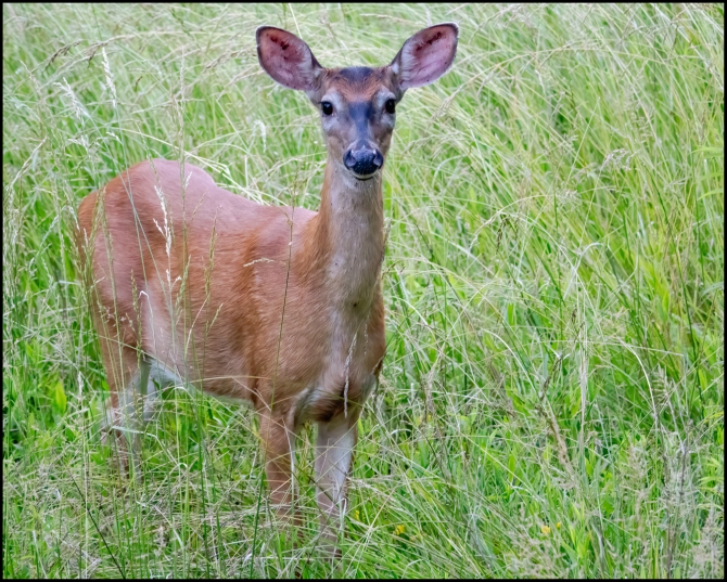 morevisitorstomygarden-5-of-5