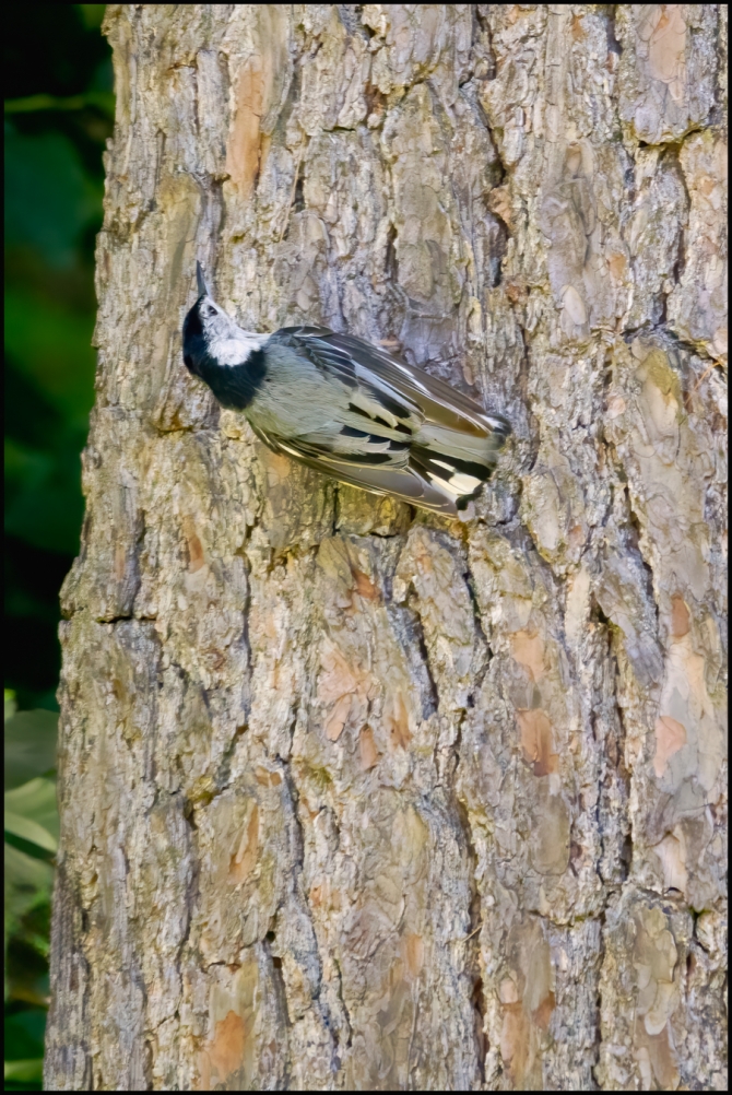 morevisitorstomygarden2-1-of-2