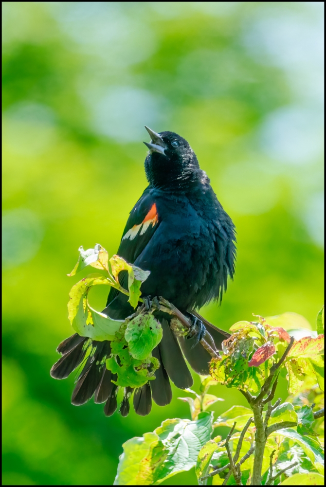 morevisitorstomygarden2-2-of-2