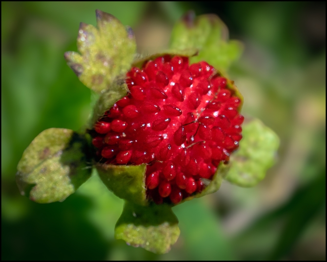 macrophotographyagain-1-of-8