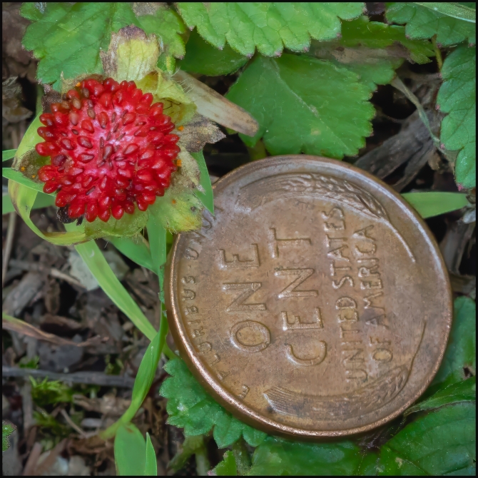 macrophotographyagain-2-of-8